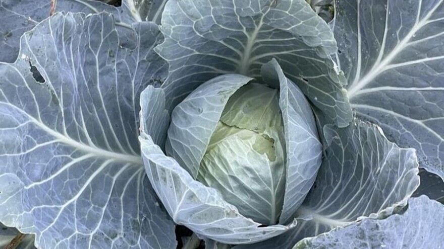 Rane sorte kupusa za plasteničku proizvodnju, pre glavne sezone