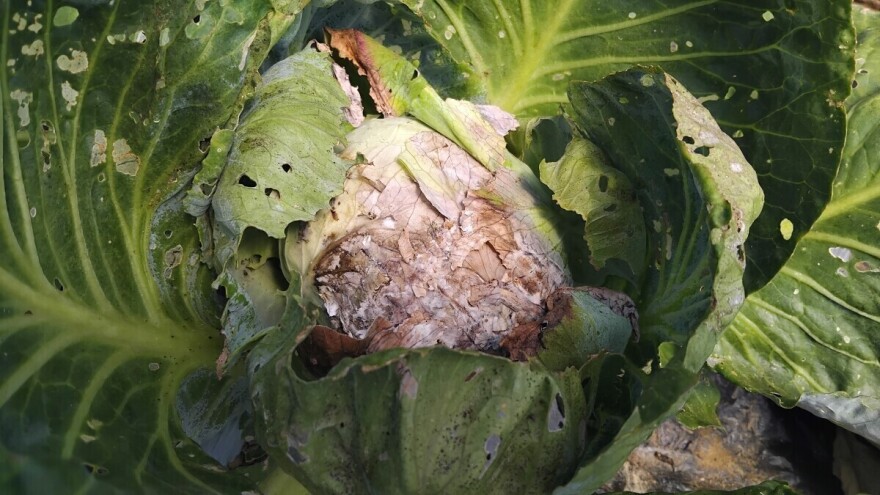 Vlažna bakteriozna trulež kupusa: Kako je se rešiti?