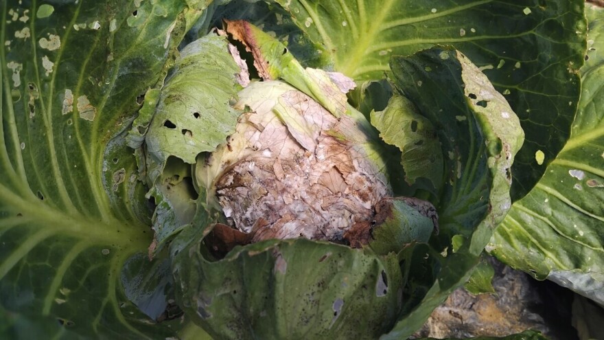 Vlažna bakteriozna trulež kupusa: Kako je se riješiti?