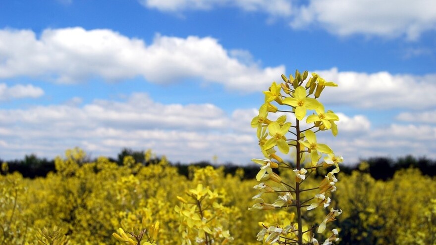 Tradicionalna srpska semena proizvode i Slovenci