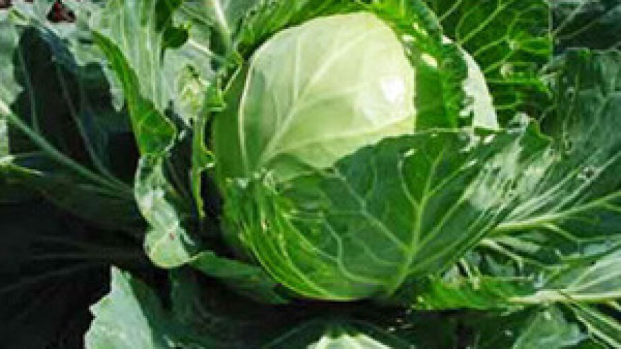 Kupusna bijela mušica