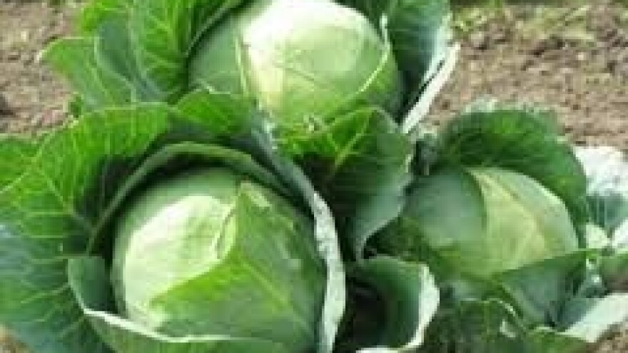Kako uzgojiti zdrave glavice kupusa?