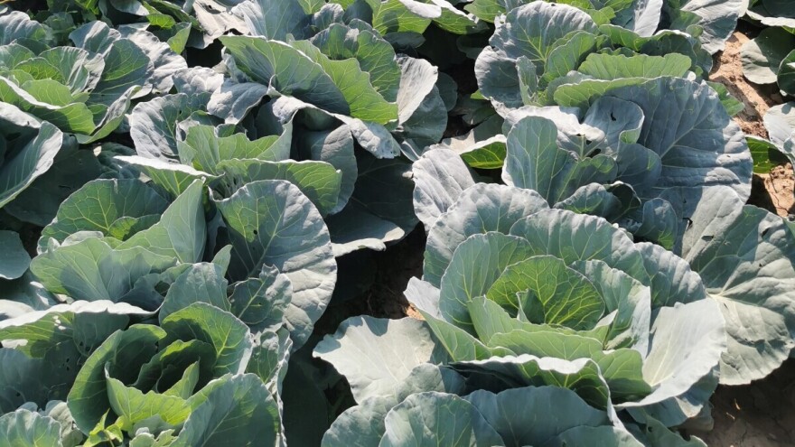 Kupus ugrožavaju moljci i uši. Kako ih suzbijati?