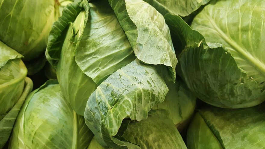 Kako što duže sačuvati kupus poslije branja?