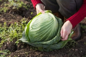 Gnojidba kupusa - kolike su potrebe za hranivima?
