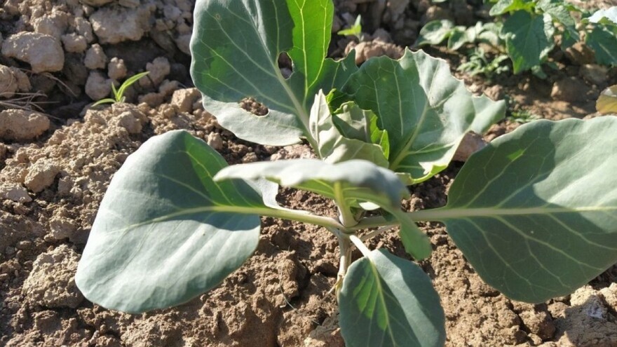 Na kupusu se tokom rasta javlja velik broj štetočina