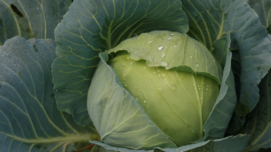Cijene kupusa skoro 10 puta veće u odnosu na prošlogodišnje