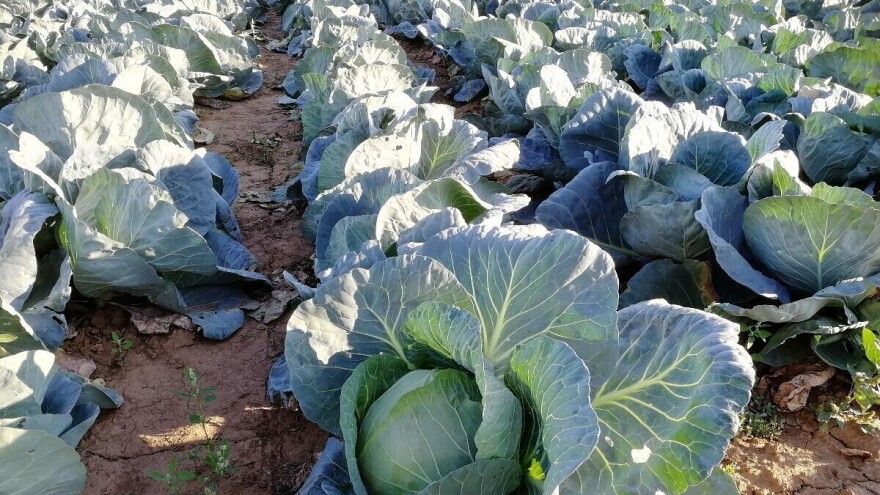 Loša godina za povrtare - ne isplati se plasirati povrće, skuplja ambalaža od robe!