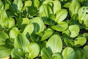 Kako uzgojiti kineski kupus - pak choi