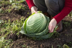 Uzgoj kupusa u plastenicima