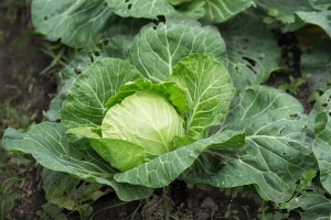 Uzgoj kupusa u plastenicima
