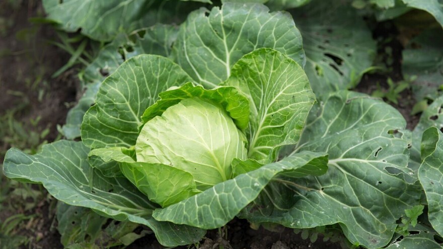 Uzgoj kupusa u plastenicima