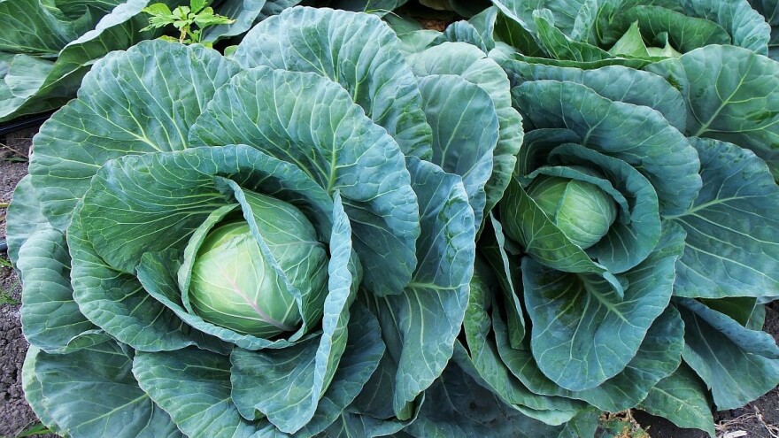 Kupus u Glogonju dobro rodio - cena niža nego lane