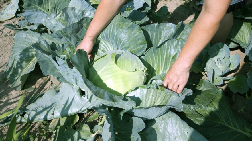 Pravilnom gnojidbom kupusnjača osigurajte visoke prinose