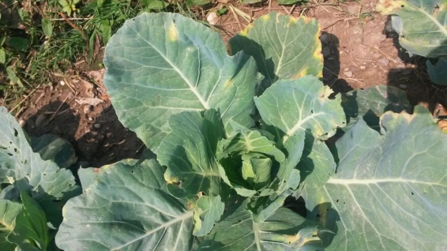 Protivnik bakteriozama na paprikama i kupusu!