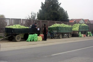 Proizvođači "futoškog kupusa" oslobođeni plaćanja ogromnog poreza