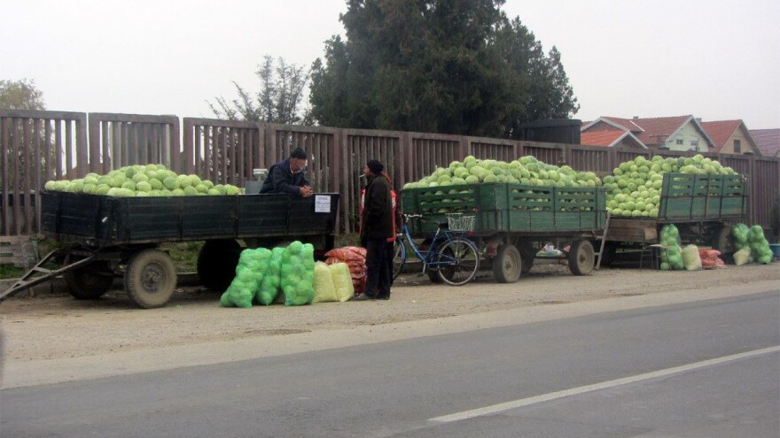 Proizvođači "futoškog kupusa" oslobođeni plaćanja ogromnog poreza