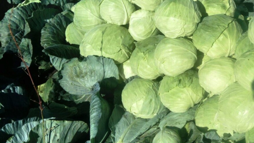 U Banatu kupus izvrstan, ali cena "žalosna"