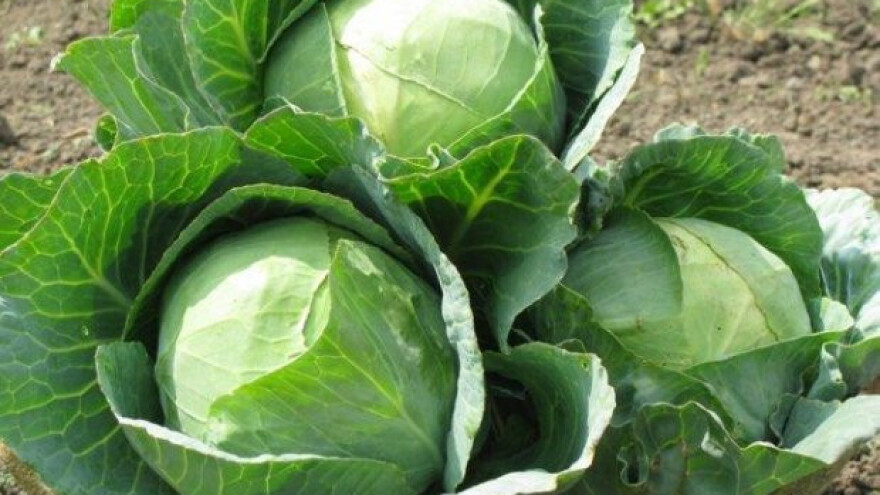 Kupovali "kupus varaždinac" - dobili trulež!