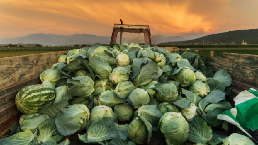 S polja mu ukrali više od šest tona kupusa!