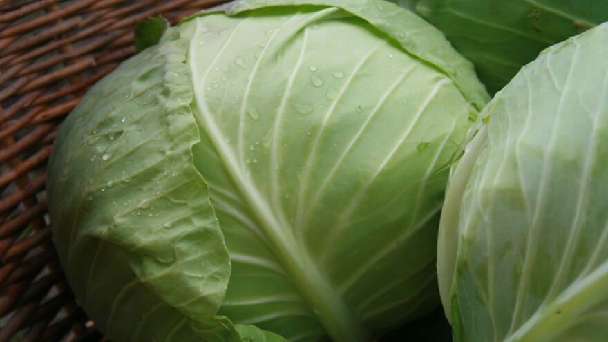 Bravo sorta kupusa sve traženija