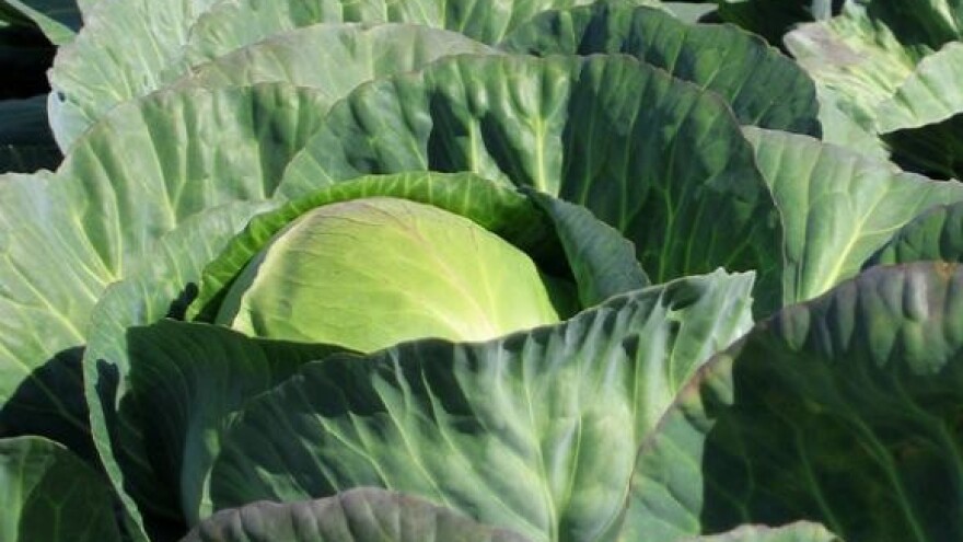 Održana 13. Zeljarijada u Vidovcu