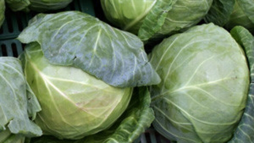 Berba kupusa u Ogulinu!