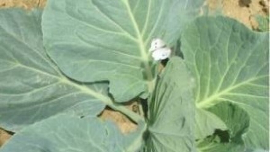 Ljetni problemi u uzgoju kupusnjača