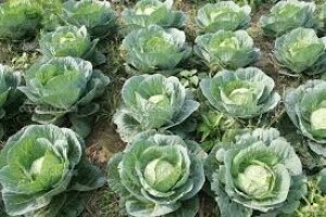 Zaštita kupusa na virovitičkom području