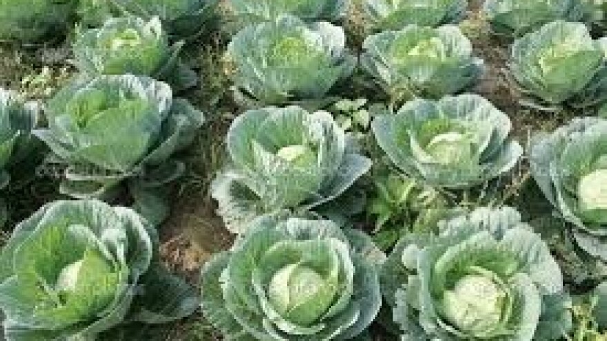 Zaštita kupusa na virovitičkom području