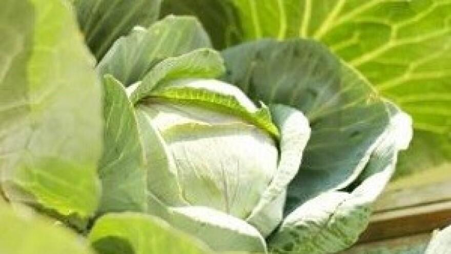 30 tona kupusa na poklon