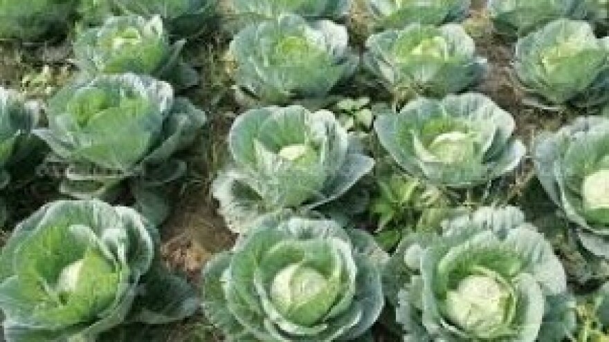 Lički krumpir i ogulinski kupus idu pod EU zaštitu