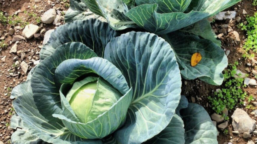 Koje su najčešće bolesti lisnatog povrća?