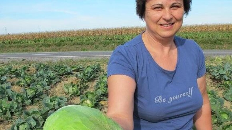 Najviše se isplati kupus kupiti kod uzgajivača