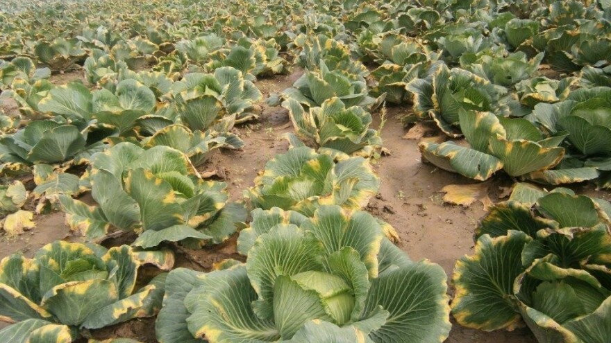 Bakterijska tamna trulež žila na kupusu, kako ga zaštititi