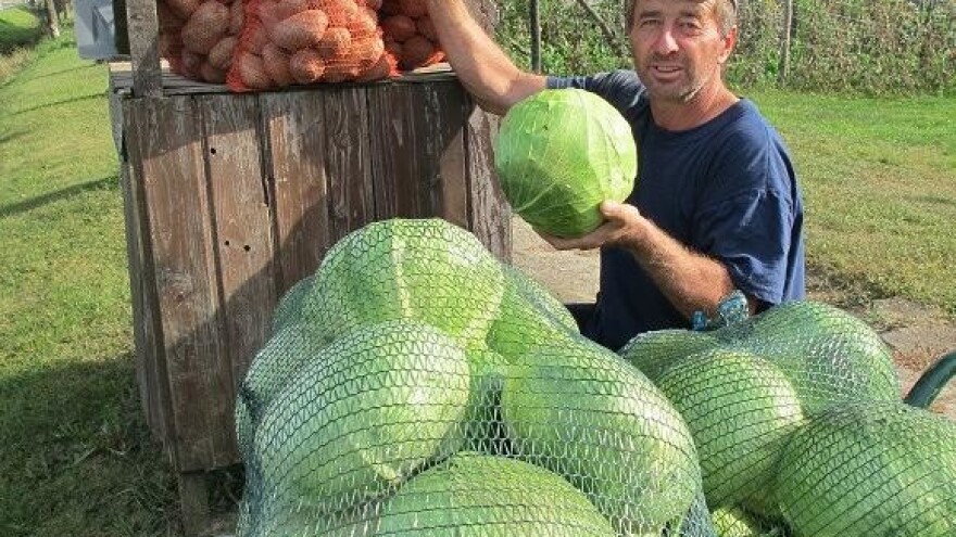 Kupus s HR OPG-a Jelenko šalje brodom u Kanadu