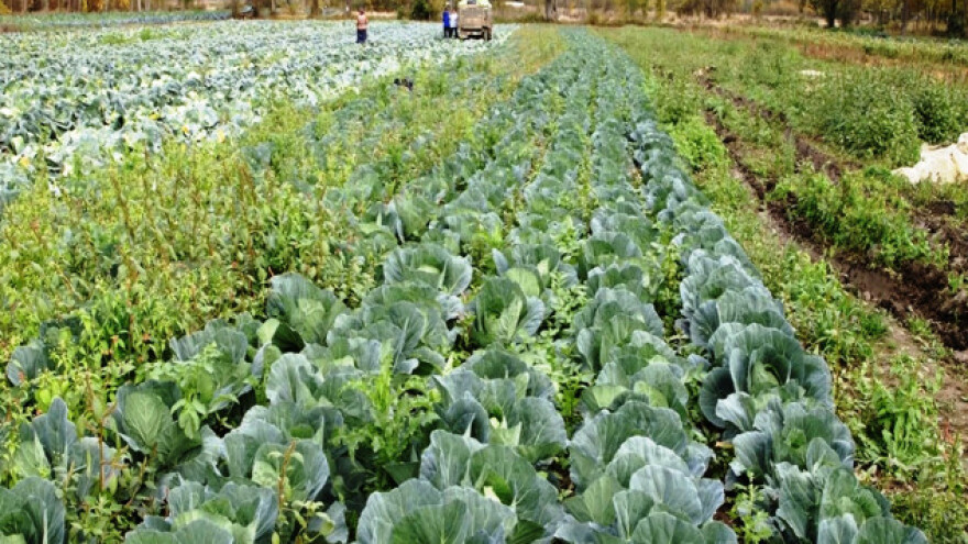 Proizvodnja kupusa u Lozoviku