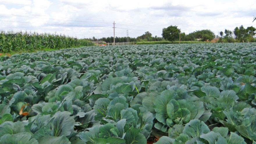 Na tri hektara uzgaja 120.000 sadnica kupusnjača