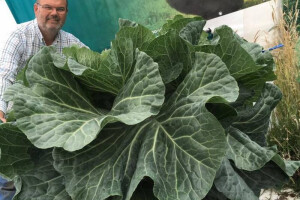 Oborio rekord - uzgojio kupus teži od 20 kilograma
