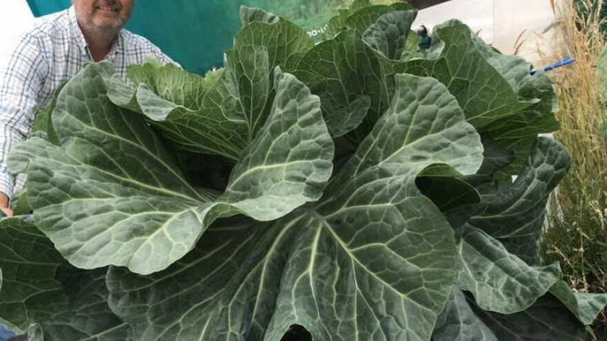 Oborio rekord - uzgojio kupus teži od 20 kilograma