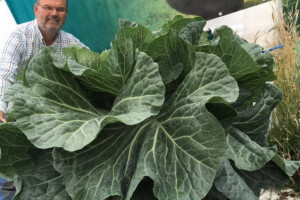 Oborio rekord - uzgojio kupus teži od 20 kilograma