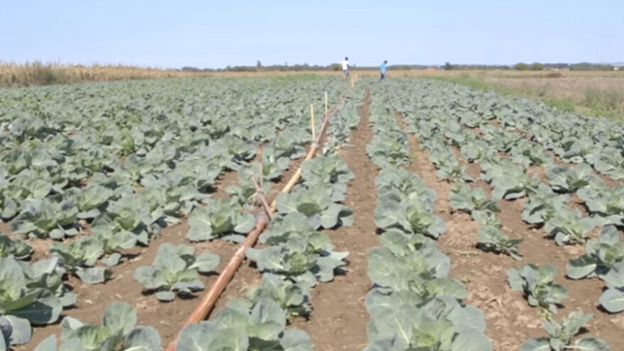 Povrtarstvo isplativije od stočarstva