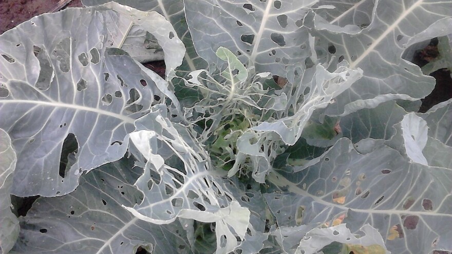 Kako uspešno zaštititi i ishraniti kupusnjače