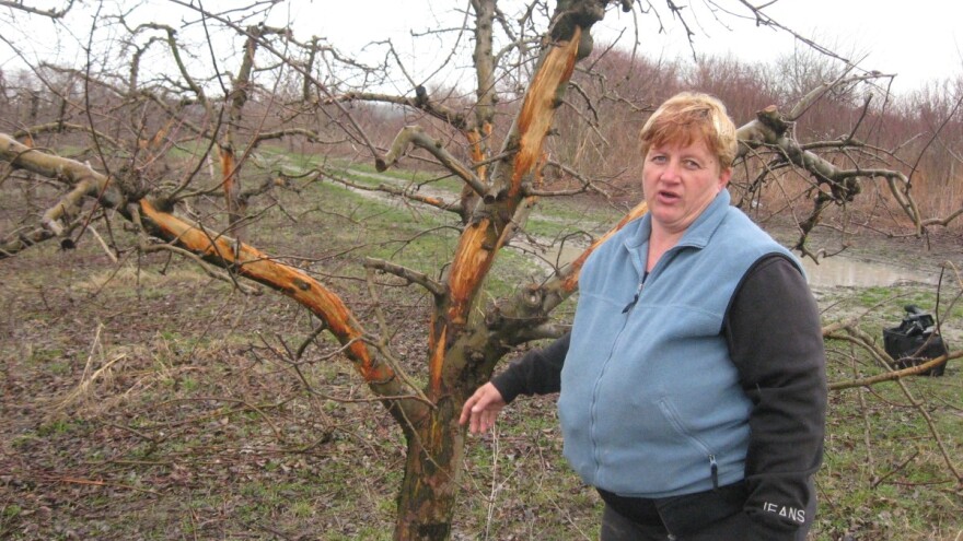 Kupusina: Jeleni obrali voće