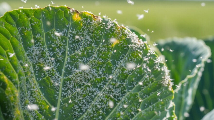 Kupusna bijela mušica