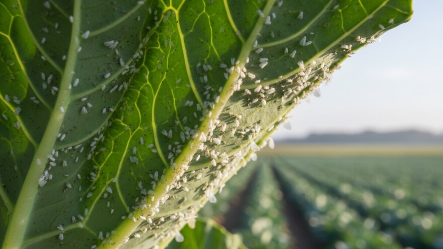 Kupusna bijela mušica