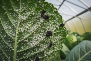 Kupusna bijela mušica sve češći štetnik u zaštićenim prostorima