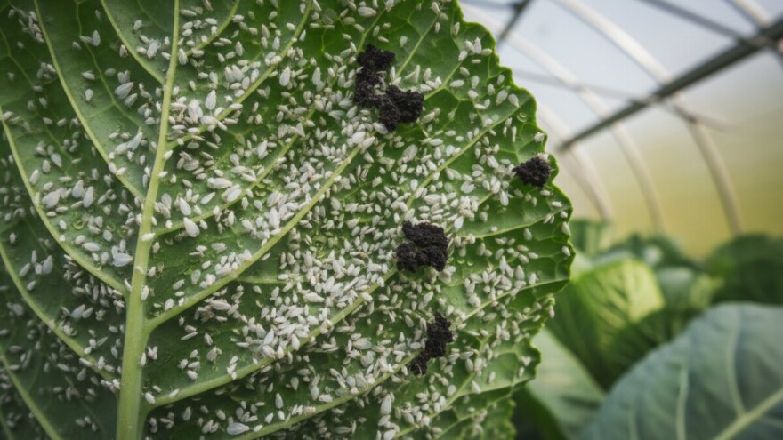 Kupusna bijela mušica sve češći štetnik u zaštićenim prostorima