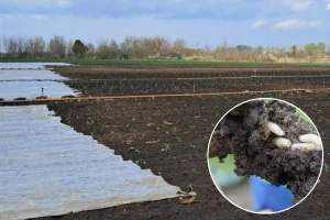 Kupusna muva velika pretnja ranim kupusnjačma - koje mere preduzeti?