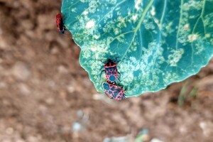 Kupusna stjenica - značajni štetnik, pregledajte kupusišta!